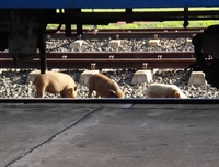 Pigs at the Nongkhai Train Station